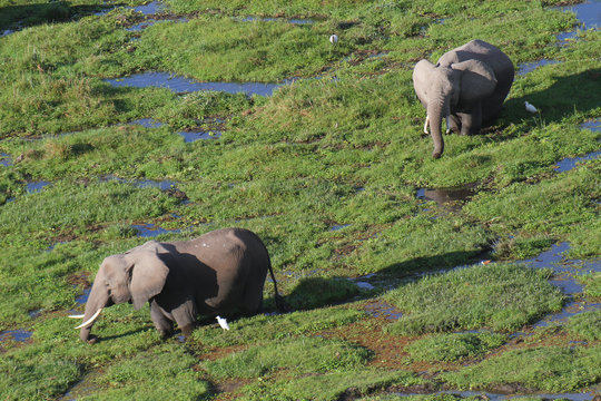 Afrikanische Elefant (Loxodonta africana) Elefanten im Sumpfgebiet,  Amboseli Nationalpark, Kenia, Ostafrika