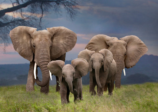 Afrikanische Elefant (Loxodonta africana)  mit Jungtieren von vorne, Kenia, Ostafrika