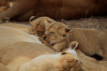  Löwe (Panthera leo) Muttertier mit Jungen, Masai Mara, Nationalpark, Kenia, Ostafrika