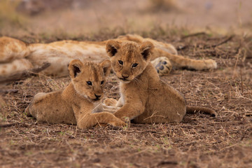 Fototapeta na wymiar Löwe (Panthera leo) Jungtiere beim Spielen, Masai Mara, Nationalpark, Kenia, Ostafrika