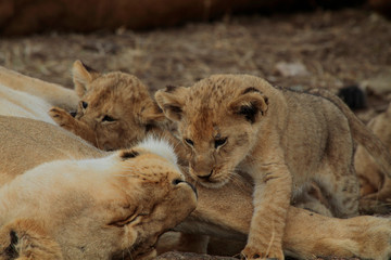  Löwe (Panthera leo) Muttertier mit Jungen, Masai Mara, Nationalpark, Kenia, Ostafrika