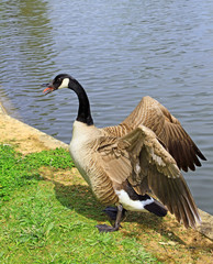 Vincennes, le Lac Daumesnil