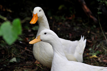 happy ducks