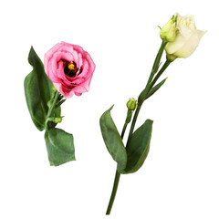 Set of eustoma flowers