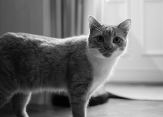 An orange cat in black and white