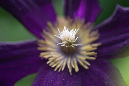 Coeur blanc d'une clématite violette