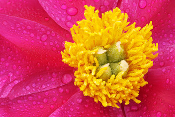 Close-up of a red peony with raindrops