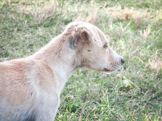 Fototapeta premium Puppy