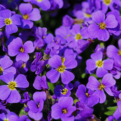 Blühendes Blaukissen, Aubrieta, im Frühling