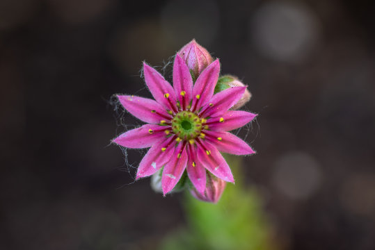 Fleur de joubarbe rose en forme d'étoile