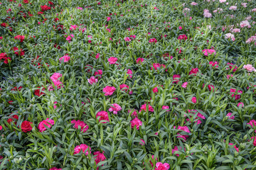 Dianthus caryophyllus, the carnation or clove pink. Flowers for gardens, balkons, parks