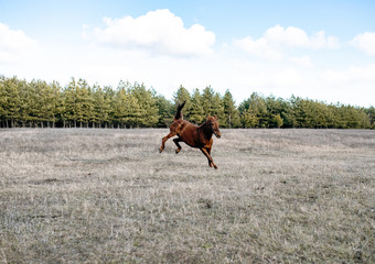 The horse gallops in gait, a portrait in the daylight and rages in the pasture.