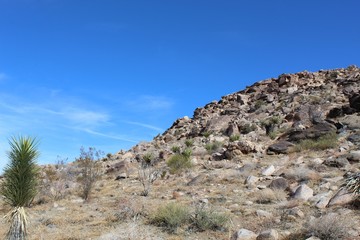 Fototapeta na wymiar Hills and slopes in the Southern Mojave Desert create differences in geographic makeup, breeding biodiversity for native plant communities in Joshua Tree National Park.