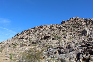 Hills and slopes in the Southern Mojave Desert create differences in geographic makeup, breeding biodiversity for native plant communities in Joshua Tree National Park.