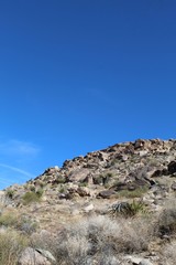 Hills and slopes in the Southern Mojave Desert create differences in geographic makeup, breeding biodiversity for native plant communities in Joshua Tree National Park.