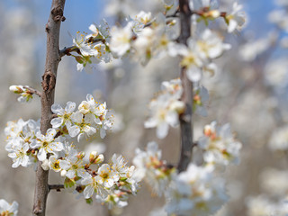 Obraz premium Blühende Wildpflaumen, Prunus cerasifera, im Frühling