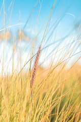 Fototapeta premium folhas