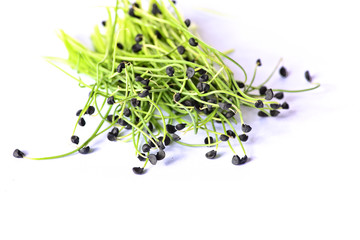 Closeup on healthy plant microgreens sprouts