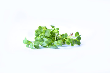 Closeup on healthy plant microgreens sprouts