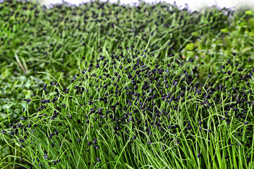 Obraz premium healthy and green microgreens sprouts in the home garden