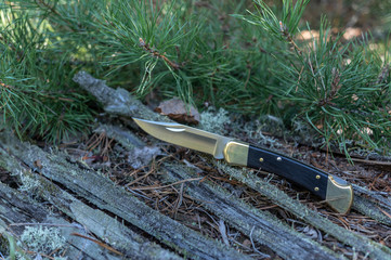 With a knife in the forest. Knife on the background of needles and wood.