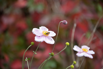 Abeille butinant une fleur