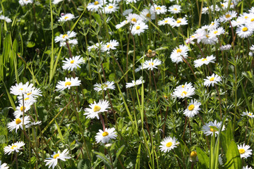 White Camomile blooming in the garden in summer.