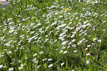 Obraz premium White Camomile blooming in the garden in summer.