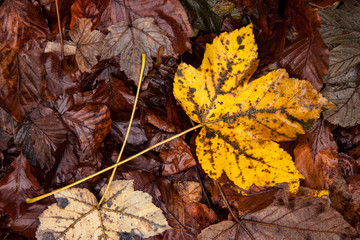 autumn leaves