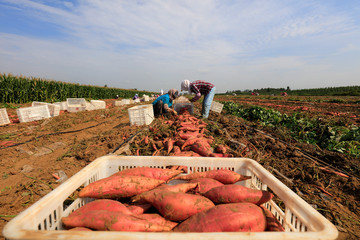 peasant woman harvesting sweet potatoes, Luannan County, Hebei Province, China