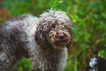 Portrait of lagotto romagnolo dog puppy playing with mother, adult dog
