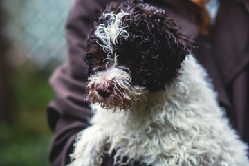 Portrait of lagotto romagnolo dog puppy playing with mother, adult dog