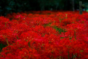 日本の秋の風物詩、赤色の絨毯を形成する彼岸花の群生