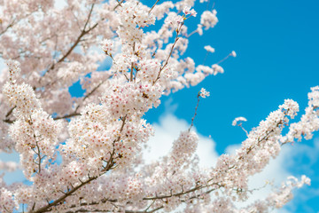 満開に咲き誇る春の風物詩、日本の桜（ソメイヨシノ）