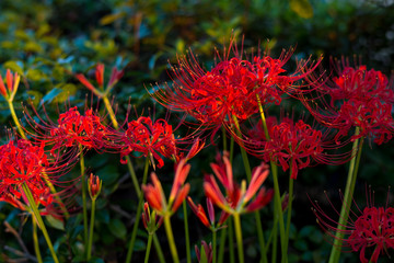 日本の秋の風物詩、赤色の絨毯を形成する彼岸花の群生