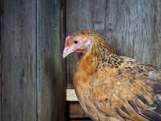 Portrait of a red hen on the background of old boards