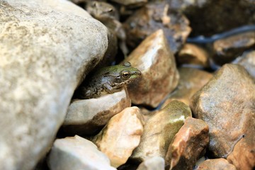 a baby frog in Blue lake of Imotski, Croatia