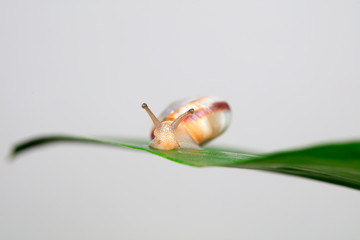 Snails on green leaves