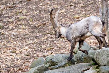 Alpine ibex jumping on rocks