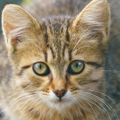 Portrait of the tabby gray and red homeless kitten on the city street in summer day. Photography is suitable for greeting card design, poster, postcard template. Take the kitty home! 