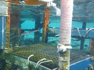 Flötenfisch Fistularia