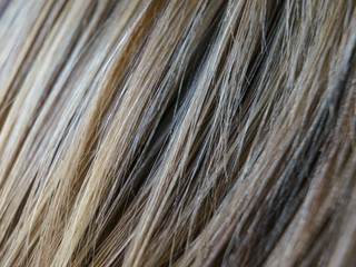 Bright image of streaked hair. Youth modern hairstyle. Highlight hair texture abstract background