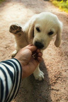 Say Hello To This Cute Golden Retriever Puppy