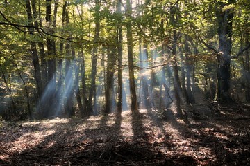 Obraz premium Sun Rays Shining Through Beechwood In Nebrodi Park, Sicily