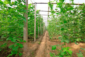 bean seedling on the farm
