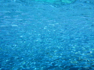 Schnorcheln Rotes Meer Fischschwarm