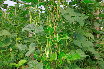 bean seedling on the farm