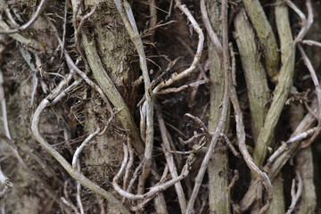 roots