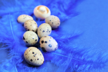 Easter concept. Quail eggs on blue bird feathers in trendy color on a blue background.