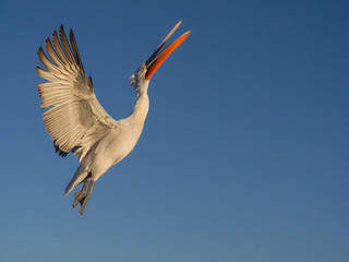 Dalmatian pelican, Pelecanus crispus